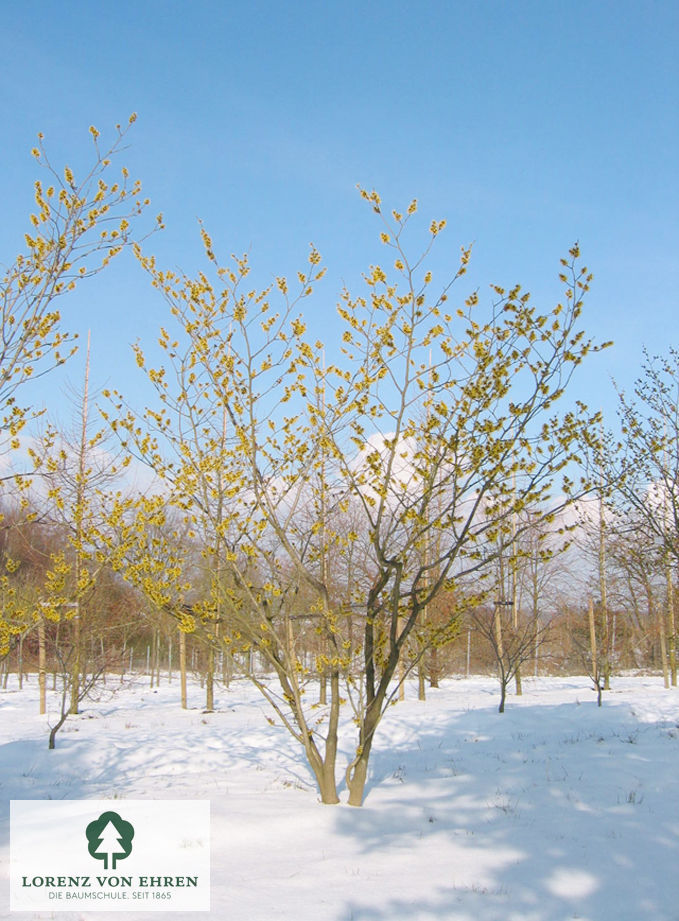 Hamamelis mollis