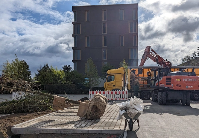 Vor einem großen Gebäude liegt ein Baum. Seine Krone ist gebunden und seine Wurzeln sin balliert.