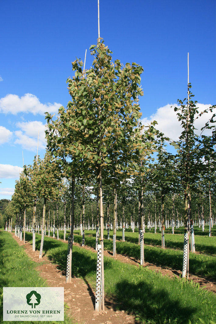 Tilia henryana