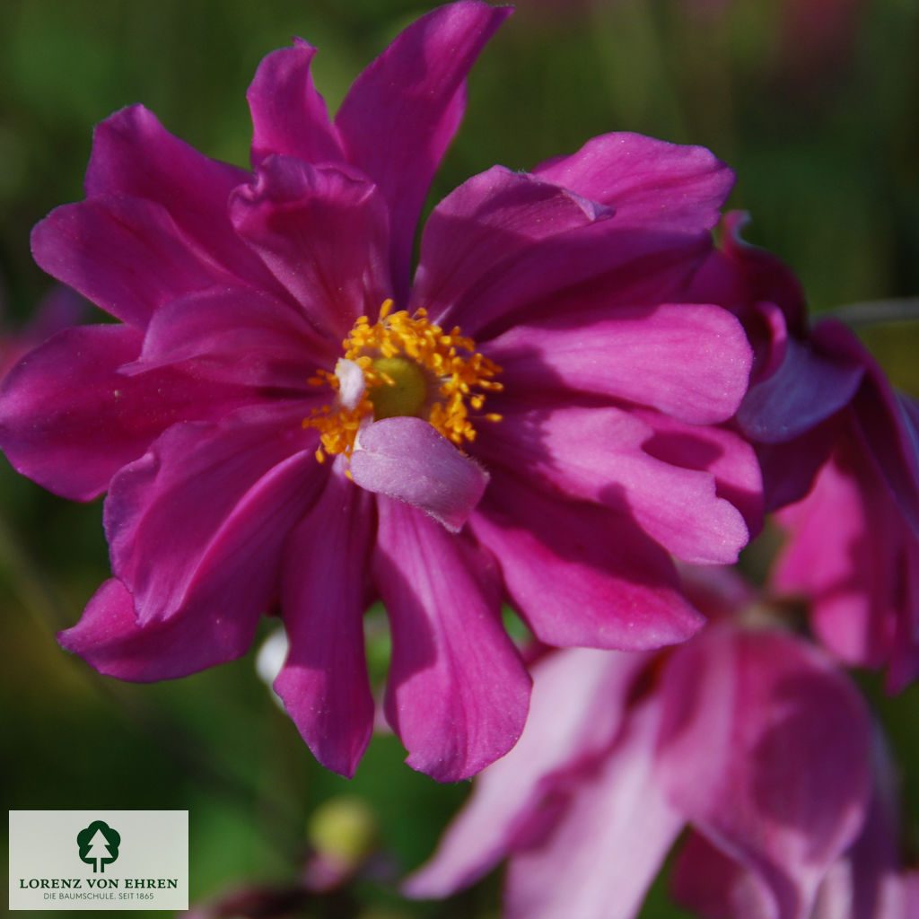 Anemone hupehensis 'Prinz Heinrich'