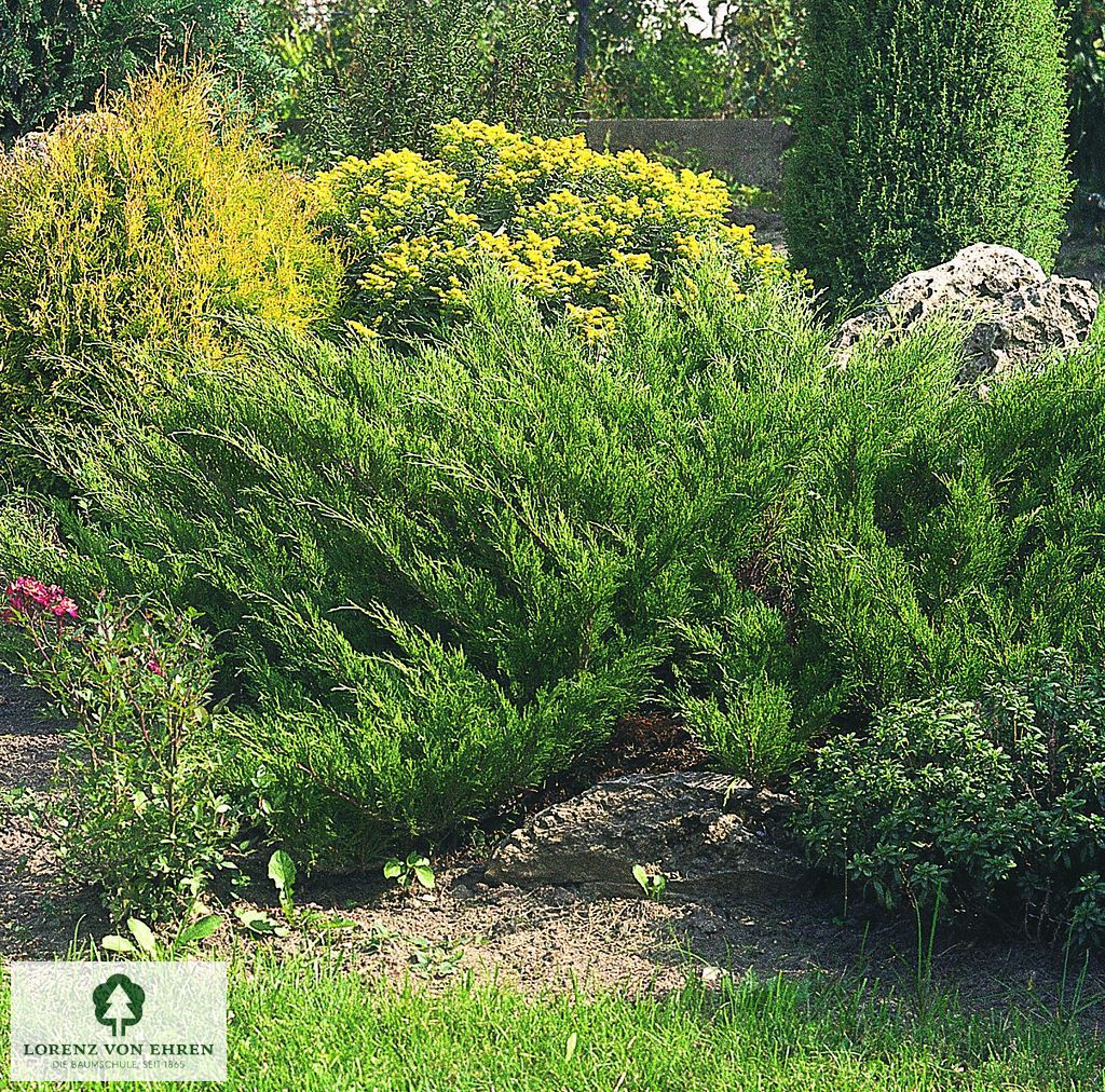 Juniperus sabina 'Rockery Gem'