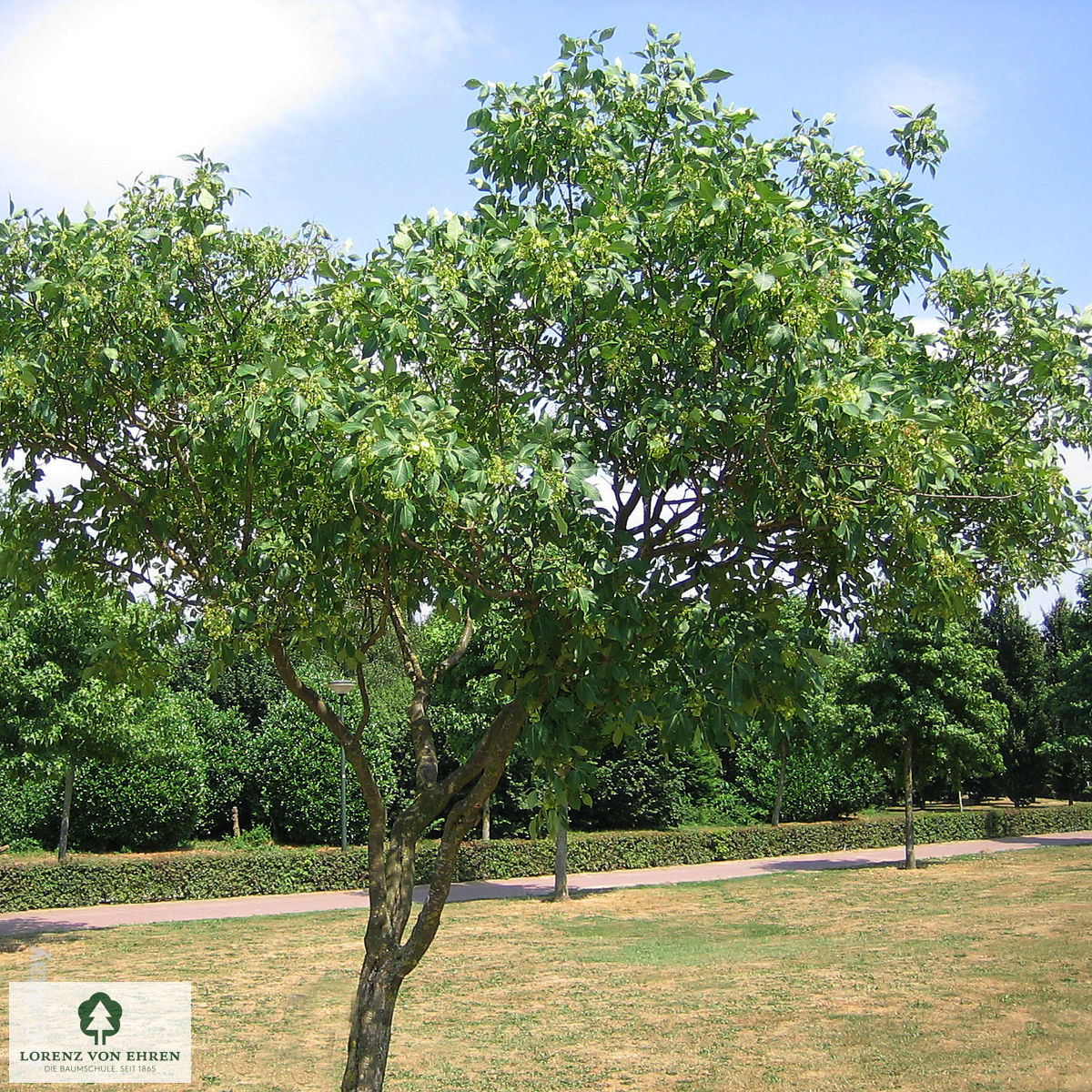 Ptelea trifoliata