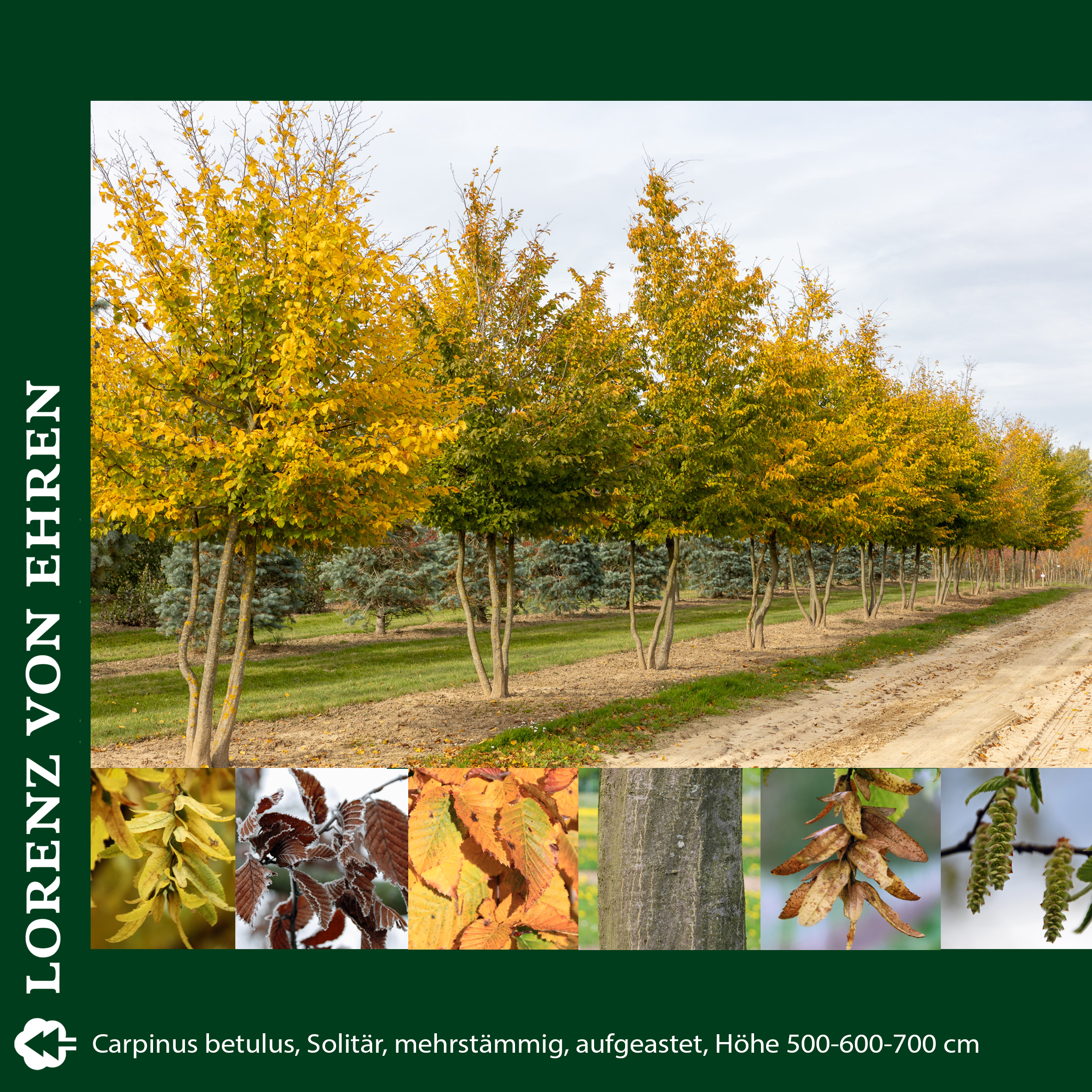 Bäume mit gelben Blättern