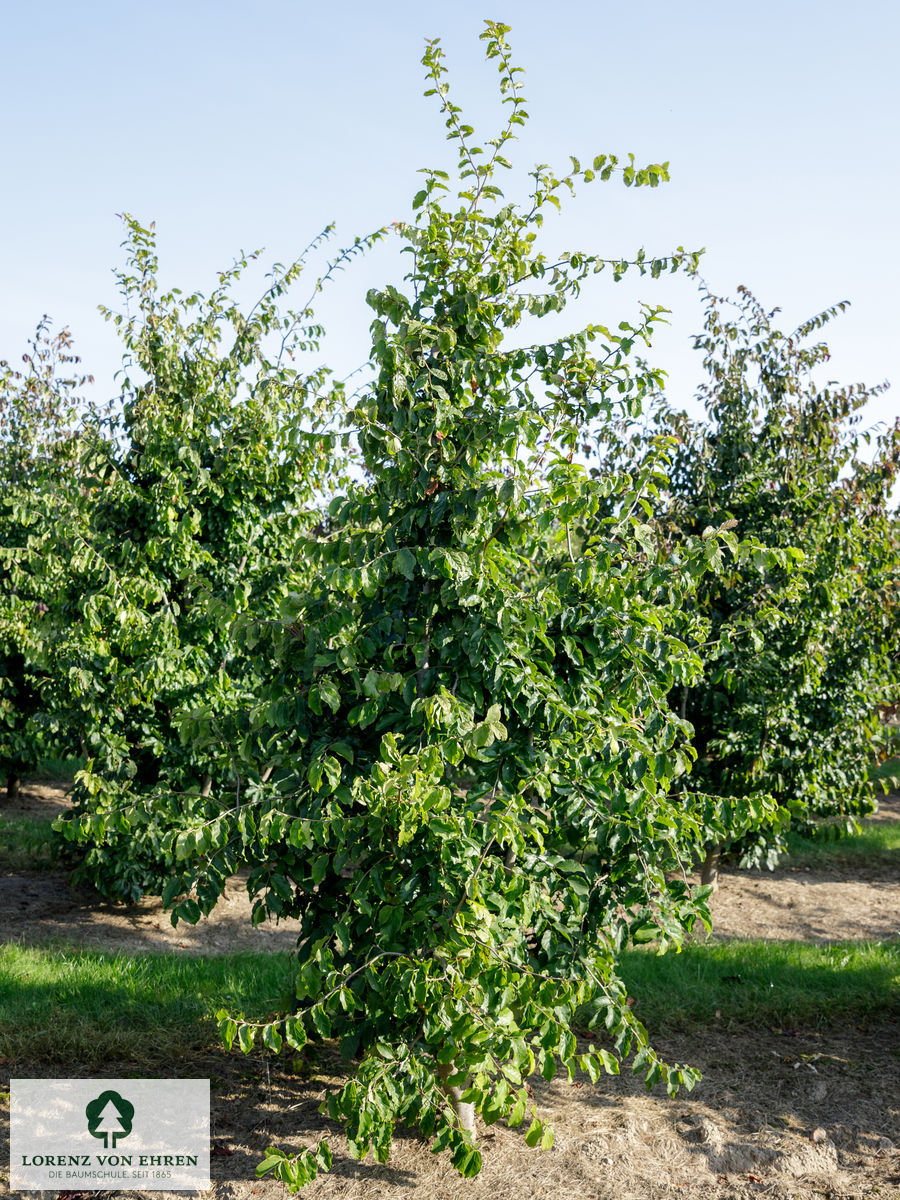 Parrotia persica 'Vanessa'