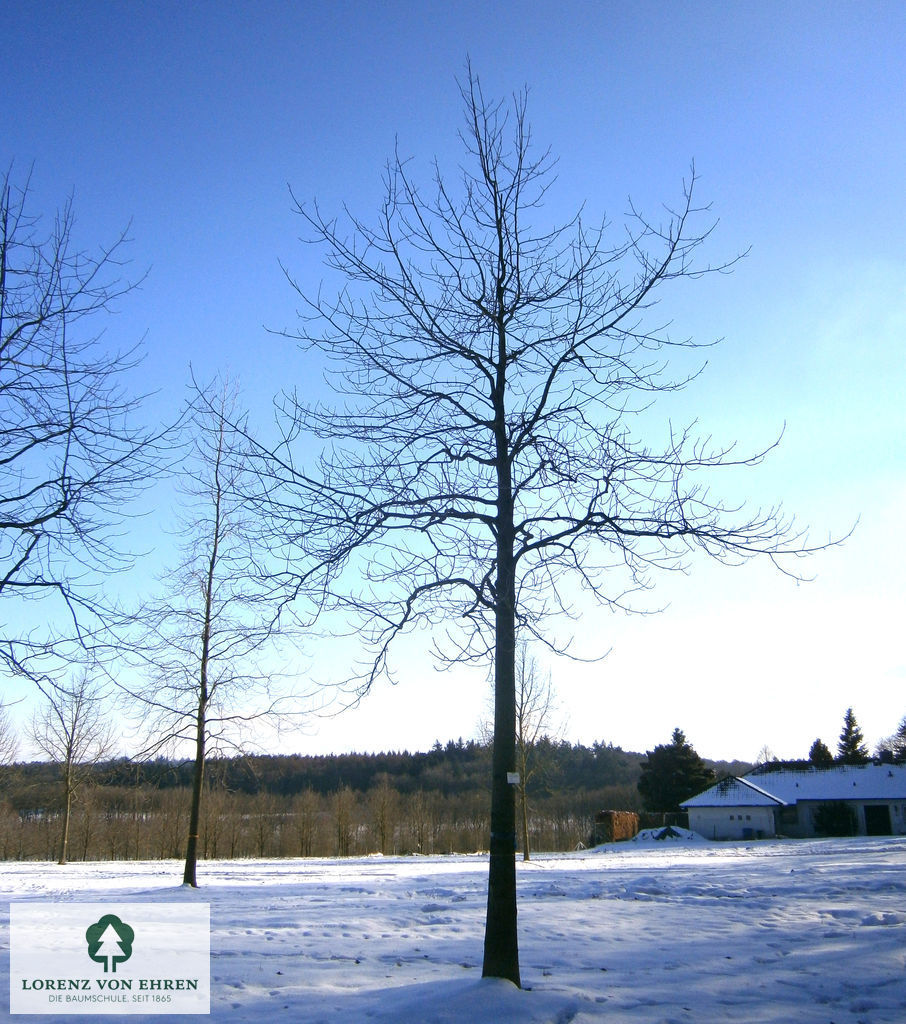 Liriodendron tulipifera