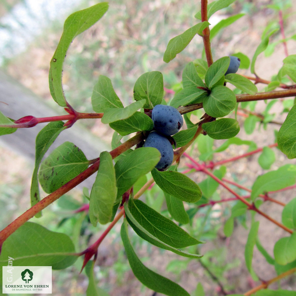 Lonicera caerulea