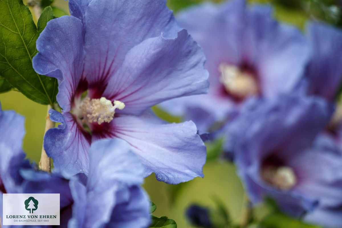 Hibiscus syriacus 'Oiseau Bleu'