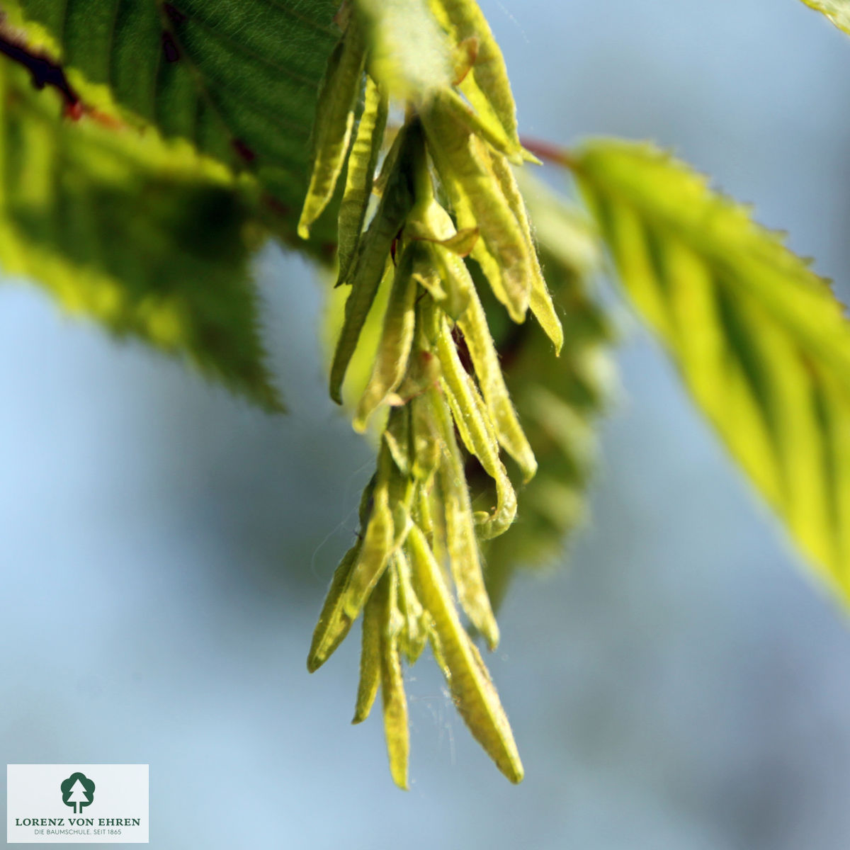 Carpinus betulus 'Pendula'