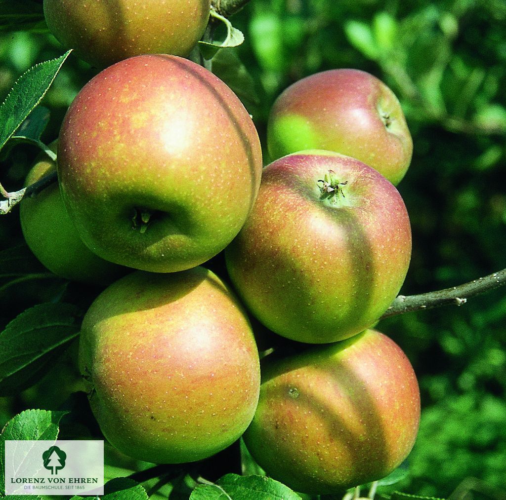 Malus domestica 'Goldparmäne'