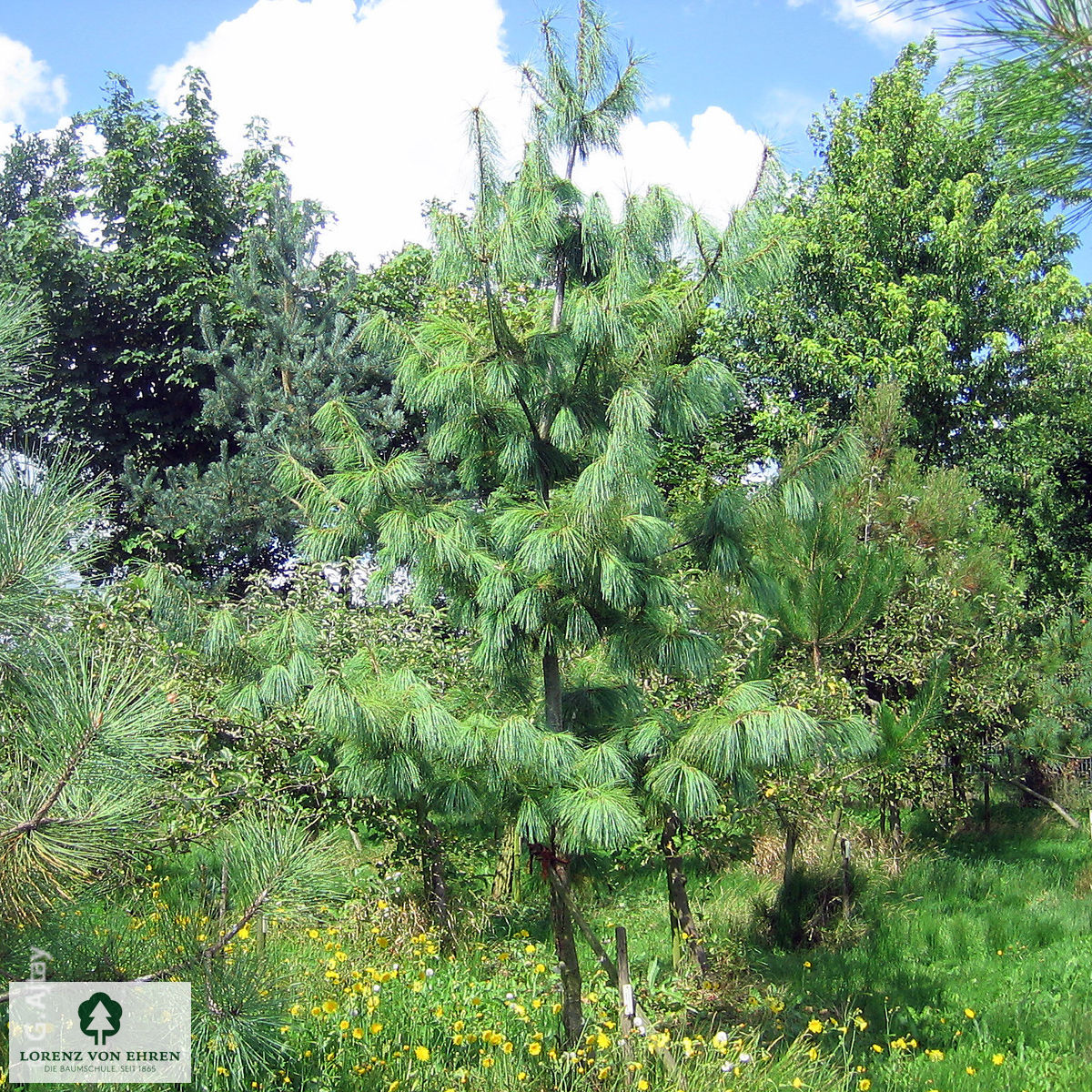 Pinus schwerinii