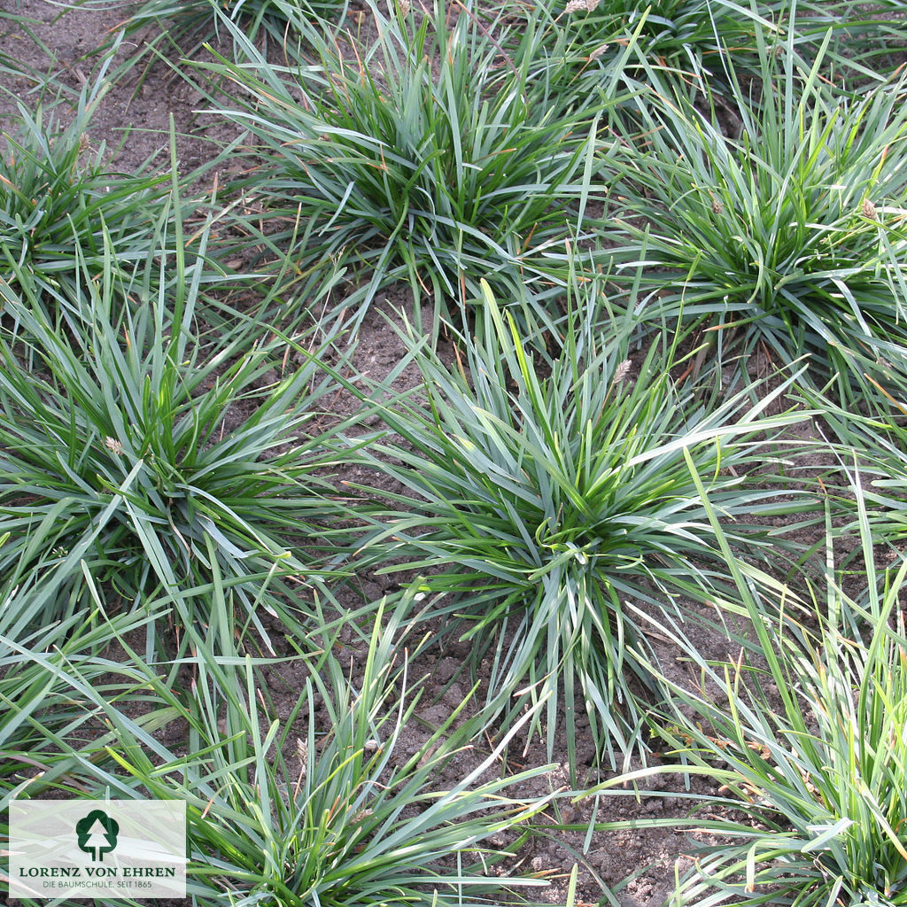 Sesleria caerulea
