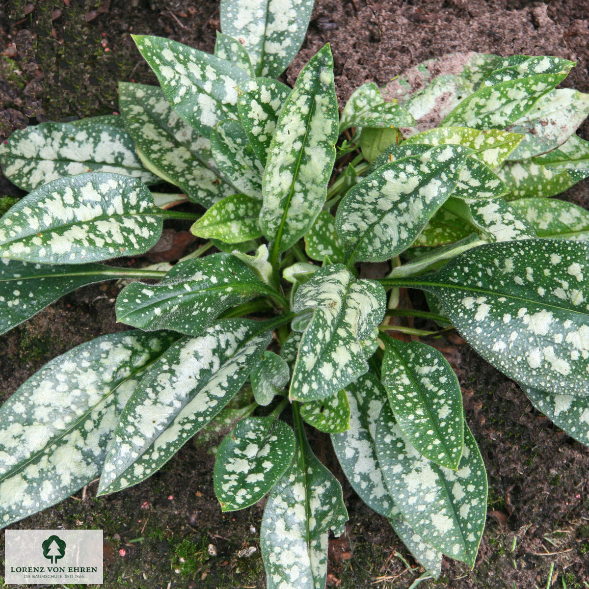 Pulmonaria saccharata 'Mrs. Moon'