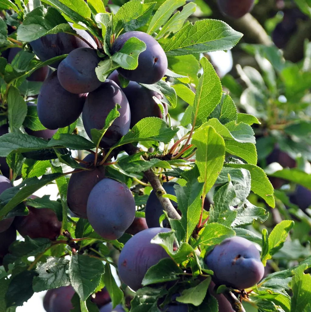 Die Frucht der Kultur-Plaume Prunus domestica Hanita
