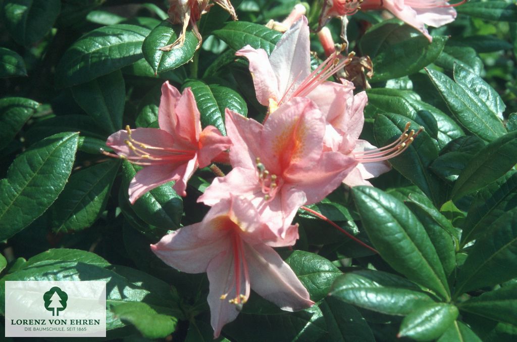 Rhododendron Azalea 'Cecile'