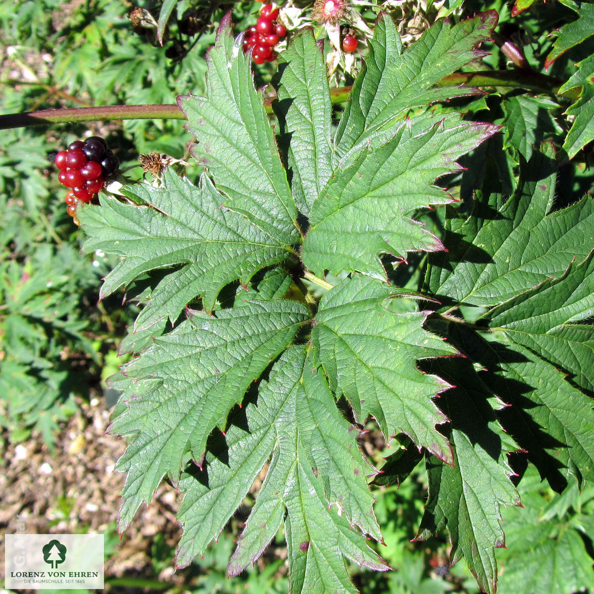 Rubus fruticosus 'Thornless Evergreen'