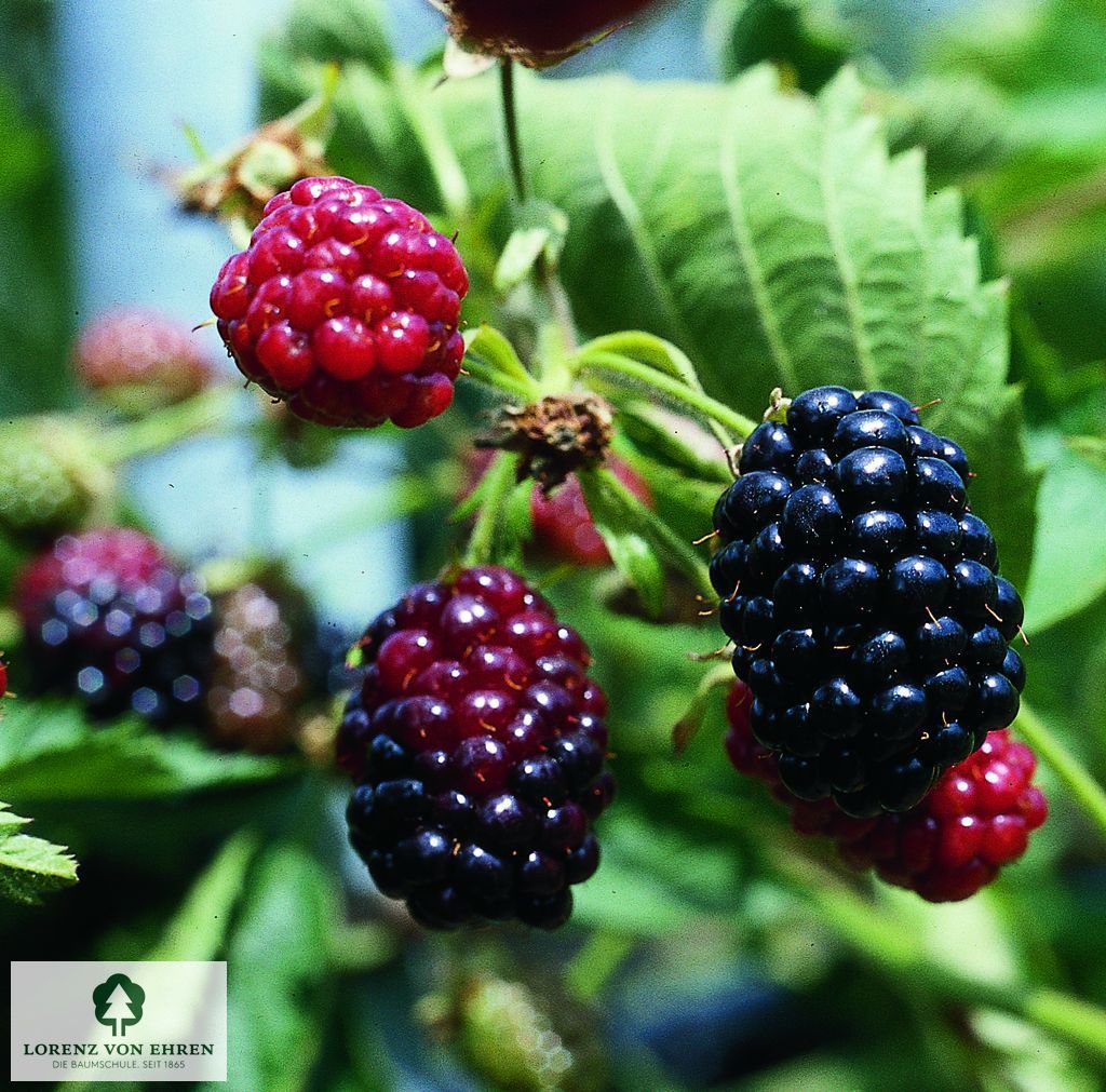 Rubus fruticosus 'Thornfree'