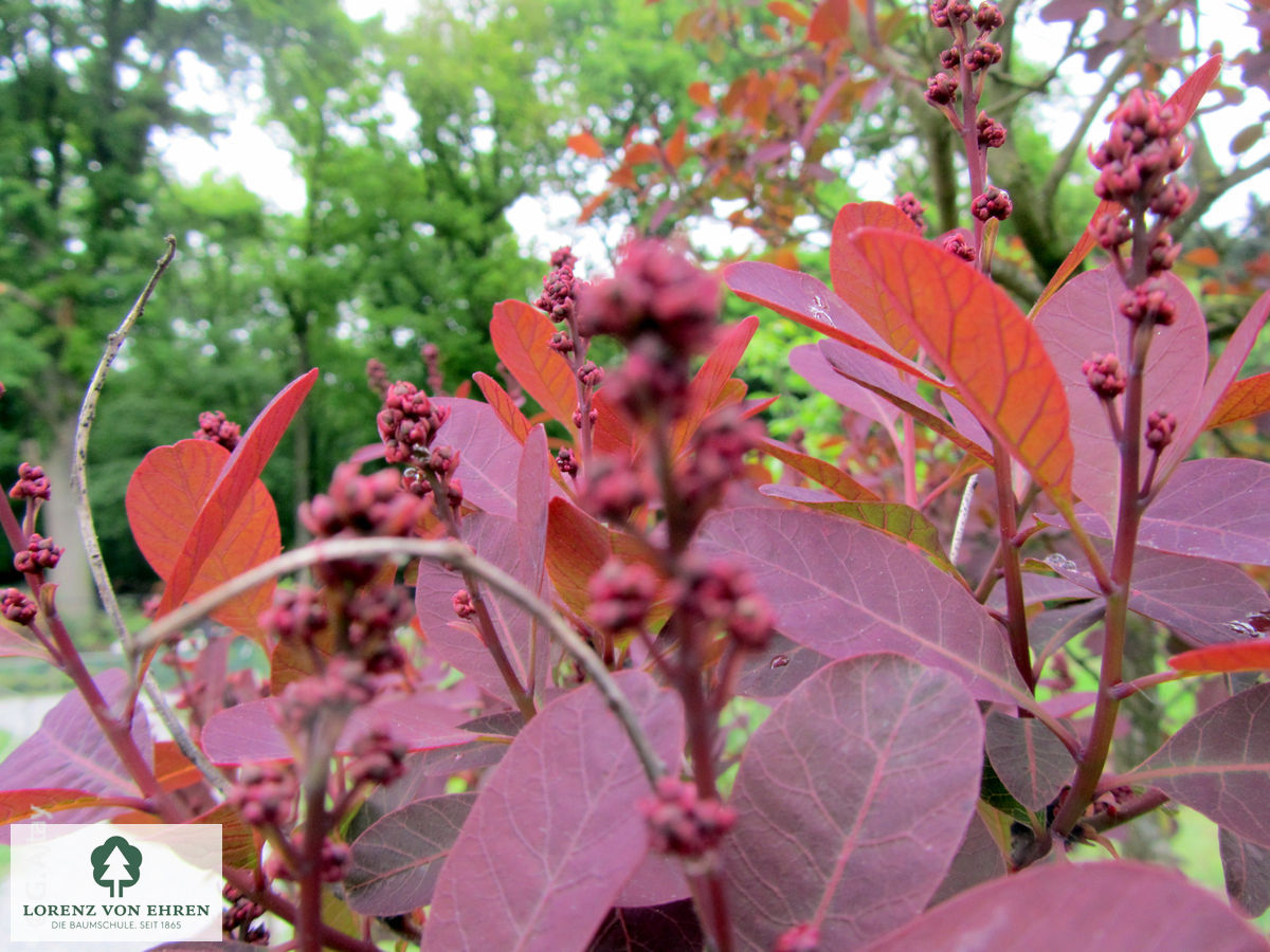 Cotinus coggygria 'Royal Purple'