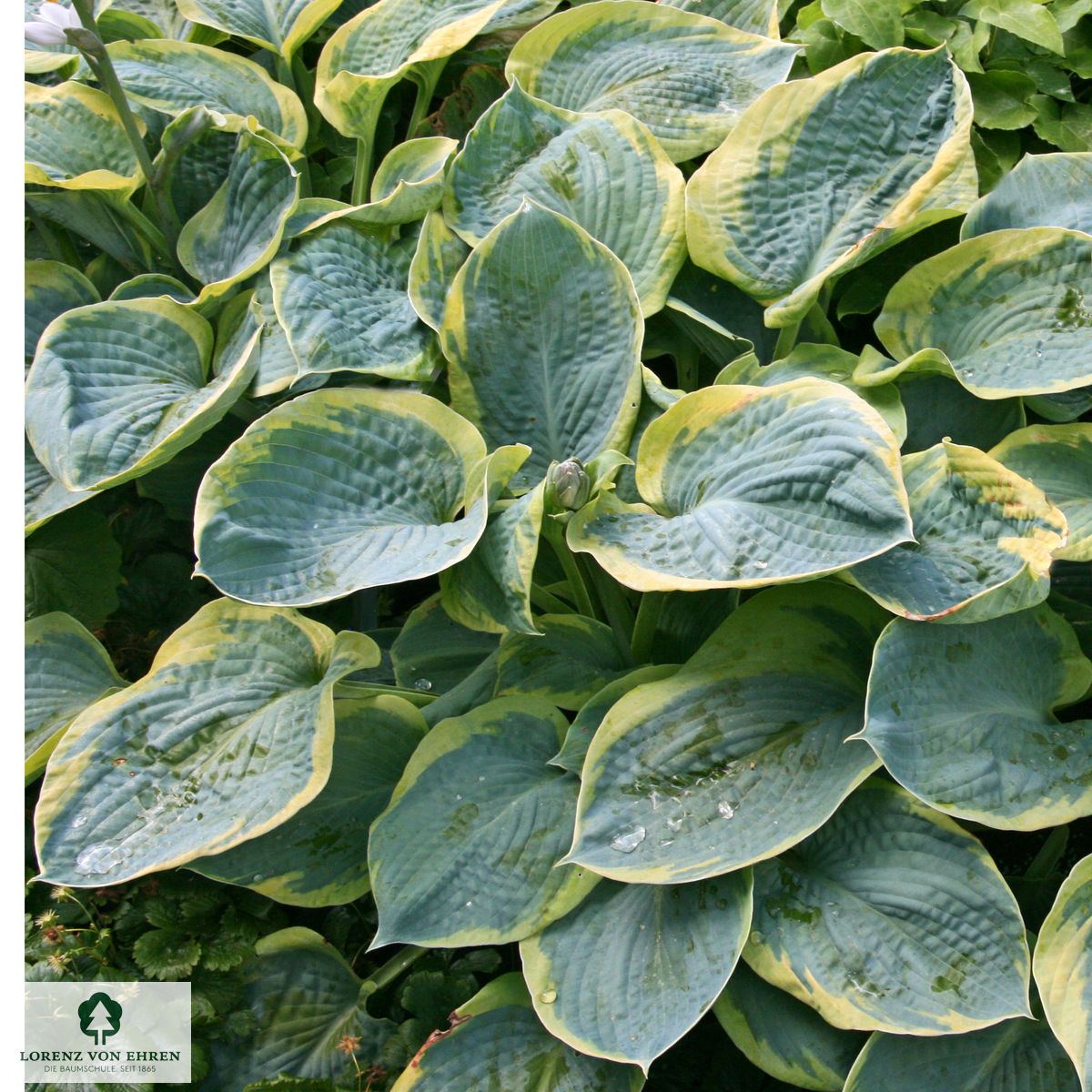 Hosta 'Frances Williams'