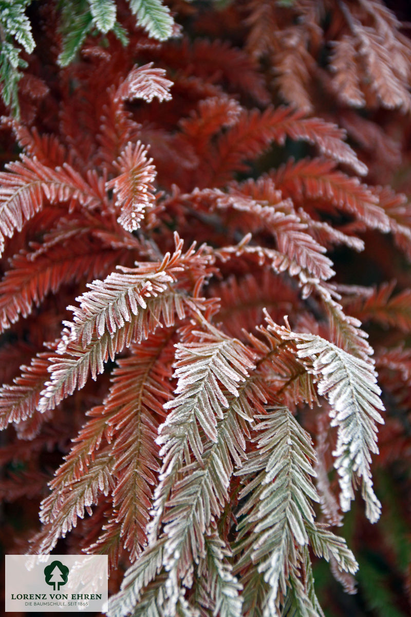 Taxodium distichum