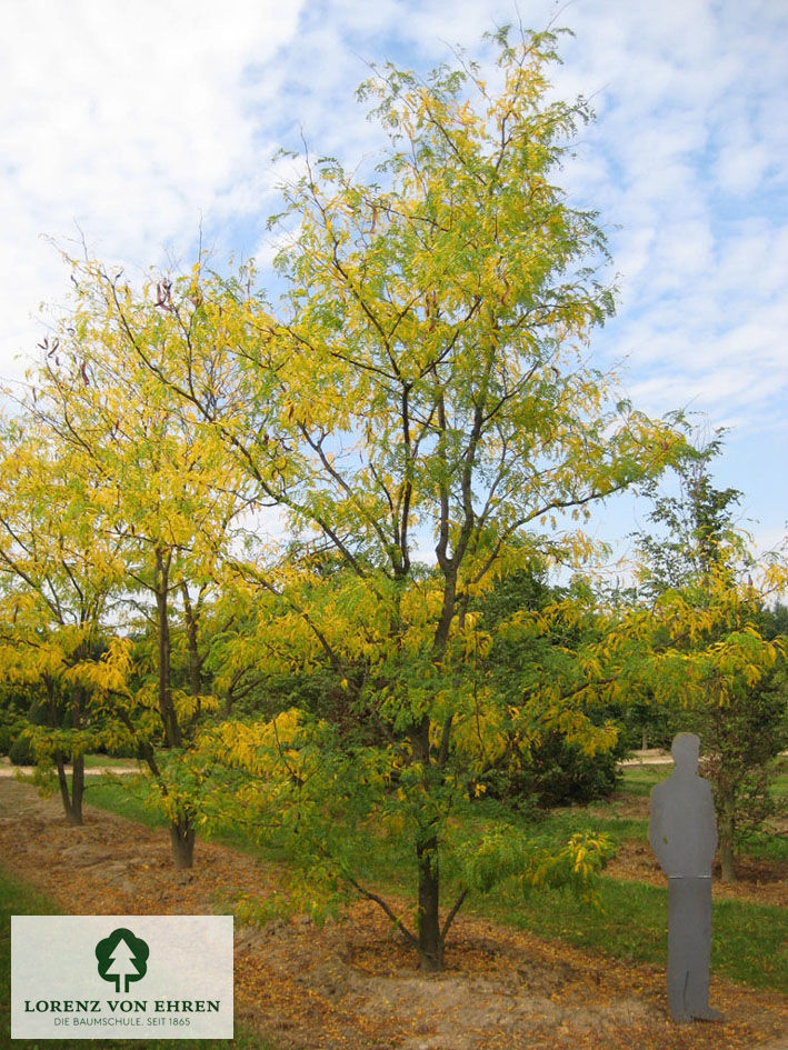 Gleditsia triacanthos inermis