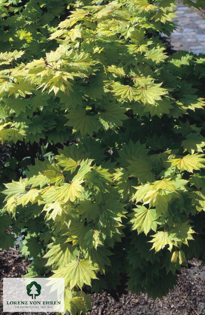 Acer shirasawanum 'Aureum'