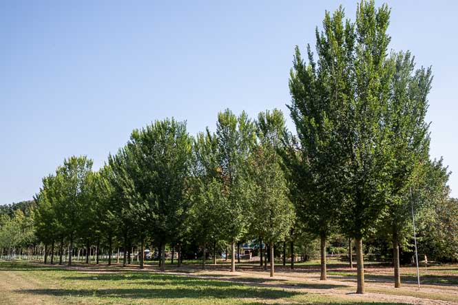 Ulmus hollandica Lobel Großbaum LvE Wunderschöne große Ulmen in der Baumschule von Ehren