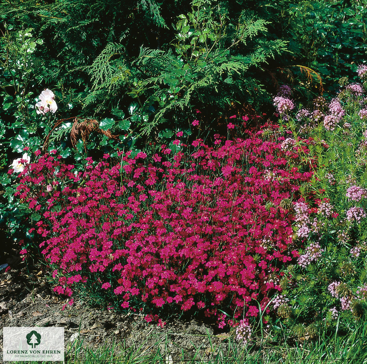 Dianthus deltoides 'Brillant'