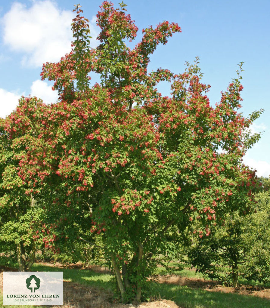 Acer tataricum
