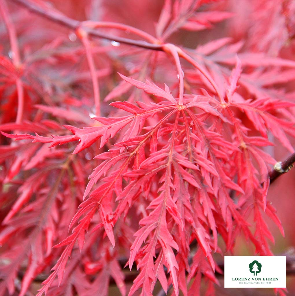 Acer palmatum 'Dissectum Nigrum'