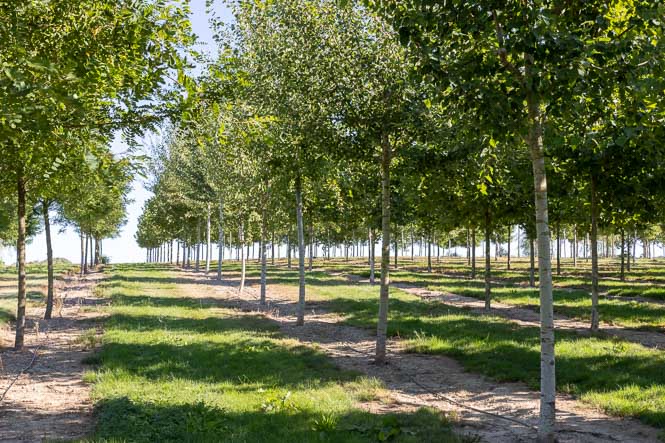 Quartier Populus tremula Zitterpappeln sehen im Sommergrün in Reihen in der Baumschule Lorenz von Ehren
