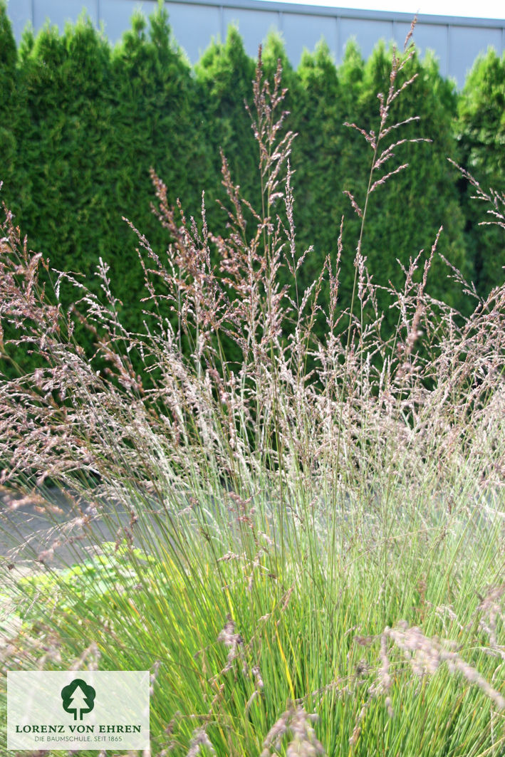 Molinia caerulea 'Edith Dudszus'