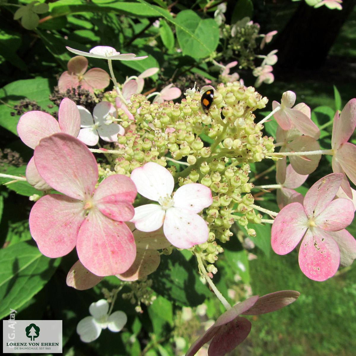 Hydrangea paniculata 'Early Sensation'