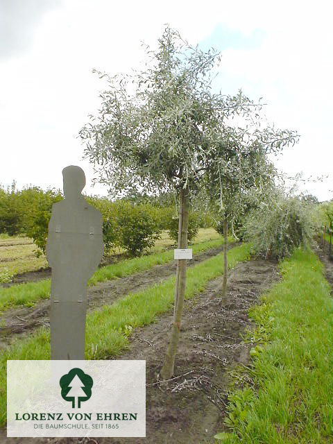 Pyrus salicifolia