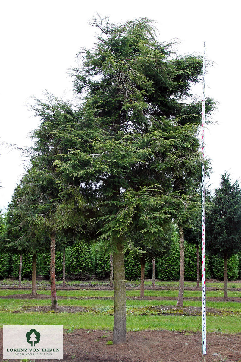 Tsuga canadensis