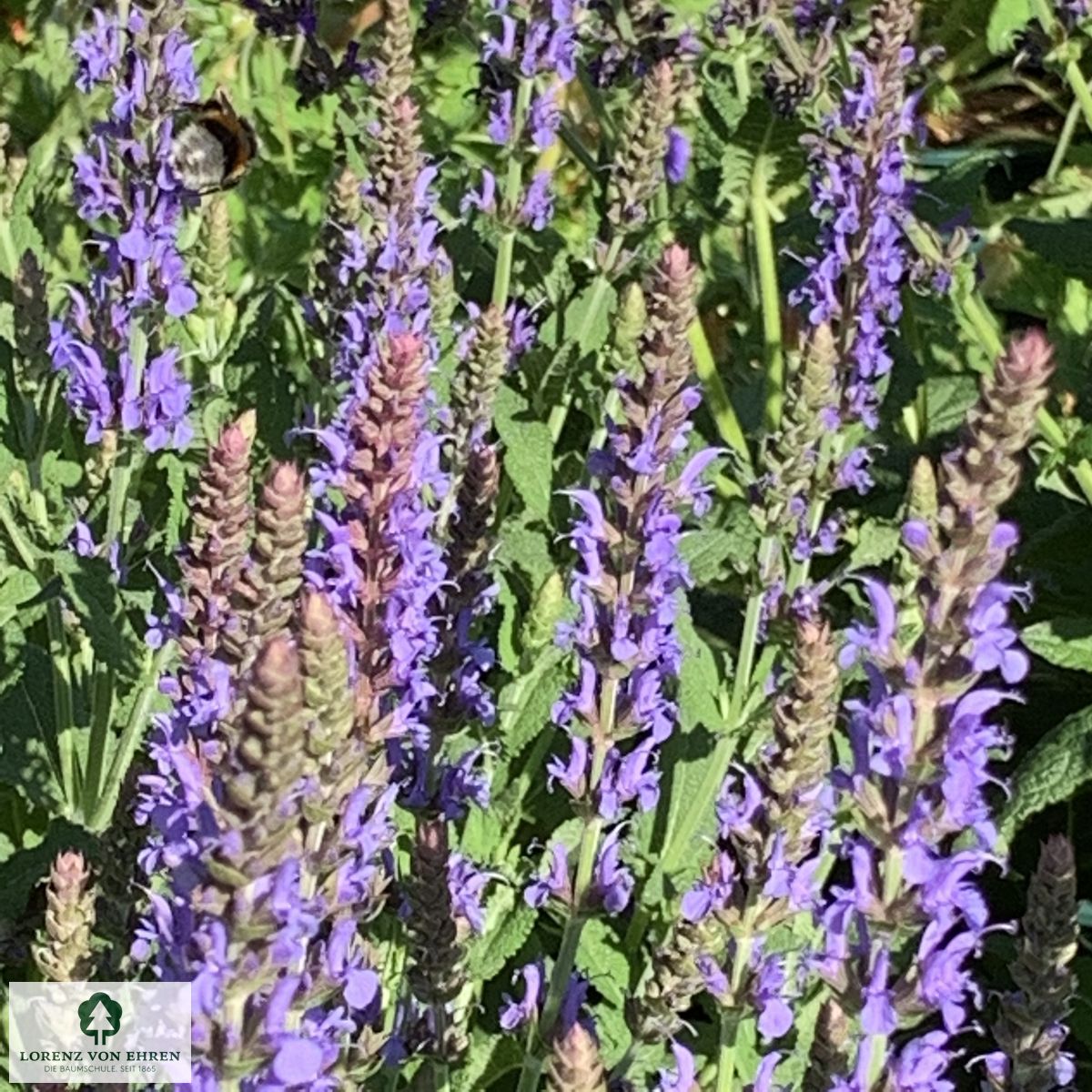 Salvia nemorosa 'Blauhügel'