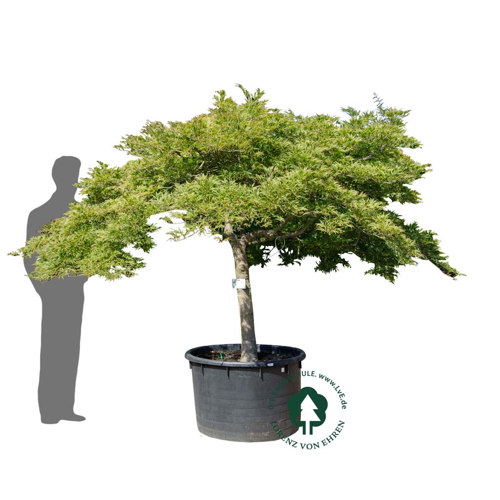 Acer palmatum 'Dissectum'