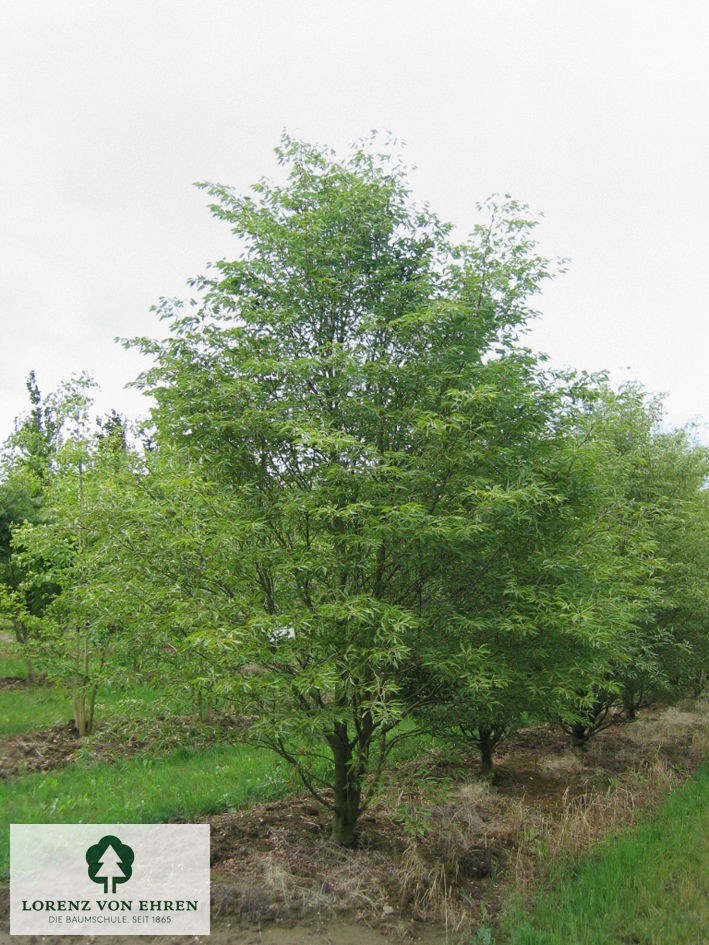 Fagus sylvatica 'Asplenifolia'