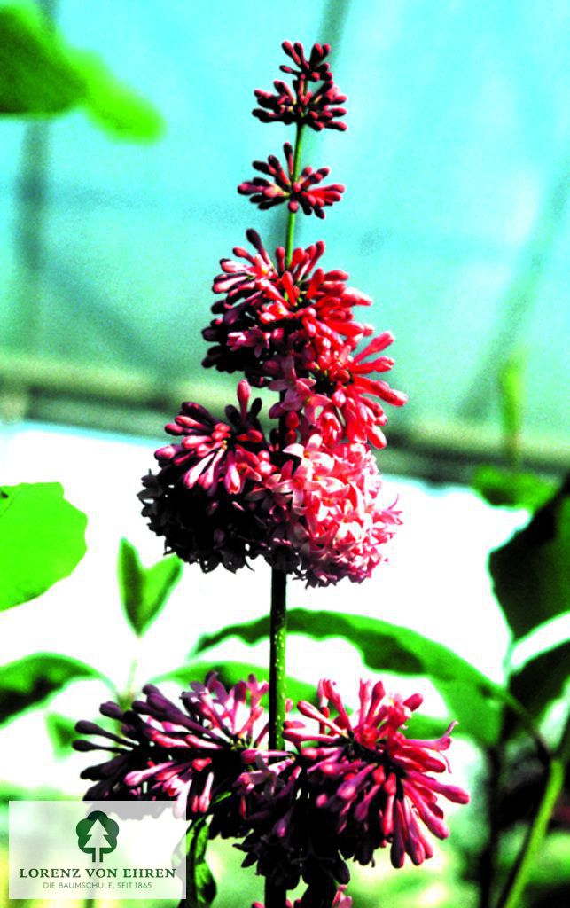 Syringa prestoniae 'Miss Canada'