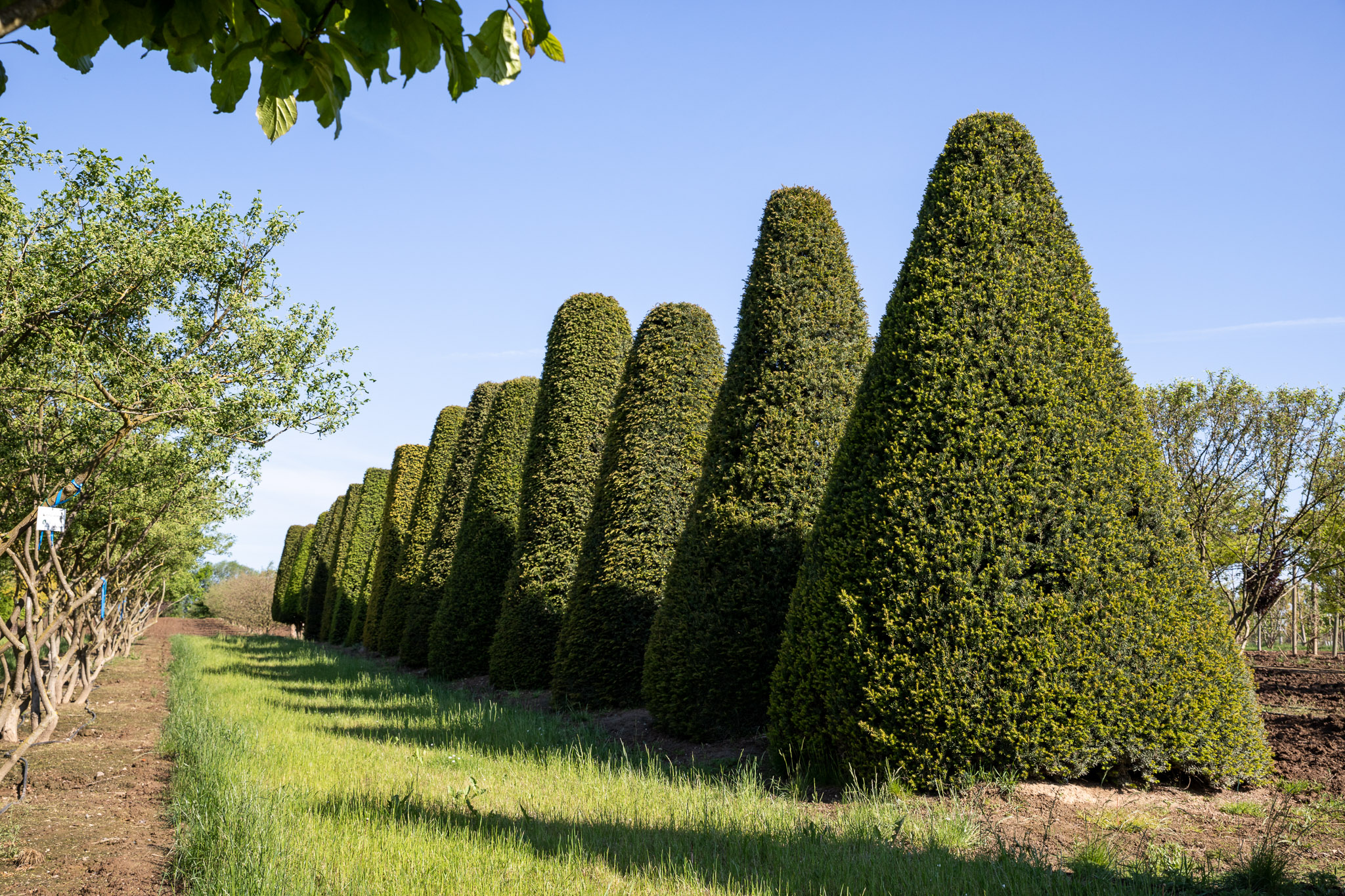 Kegel Baum