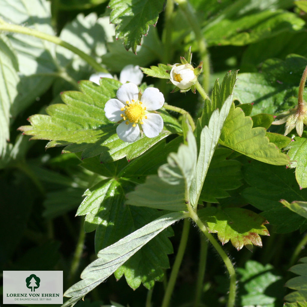 Fragaria vesca 'Alexandria'