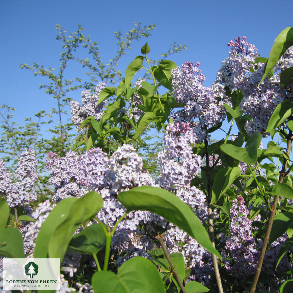 Syringa vulgaris