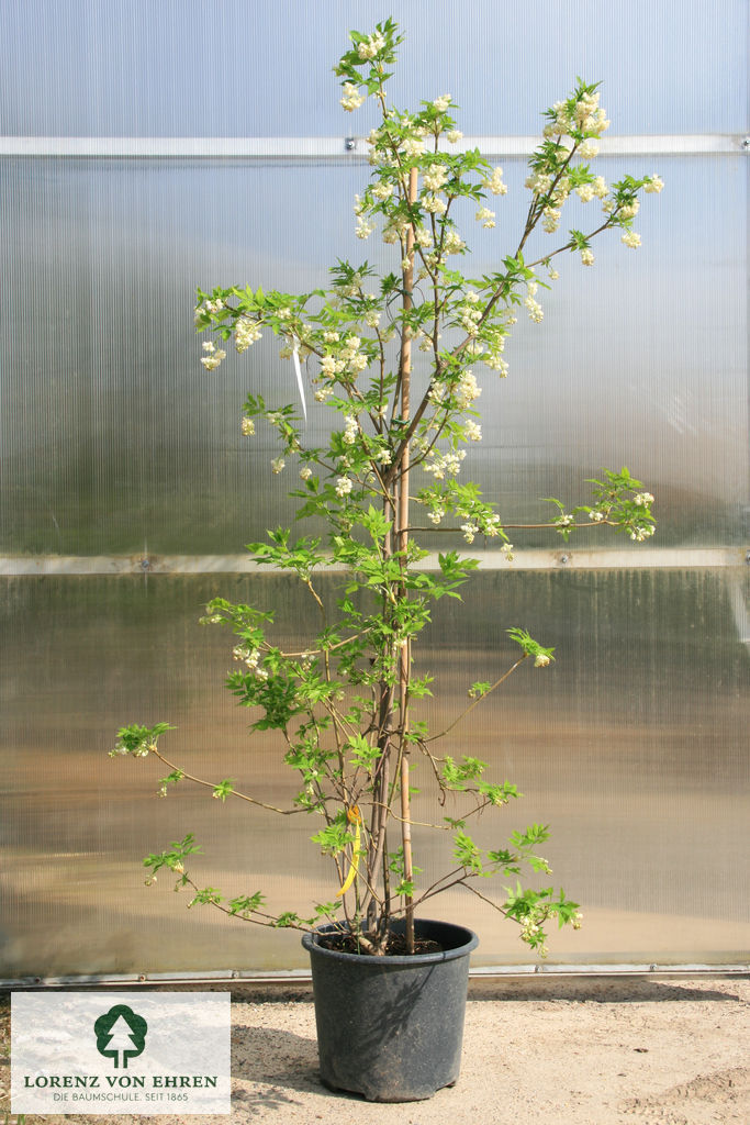 Staphylea colchica