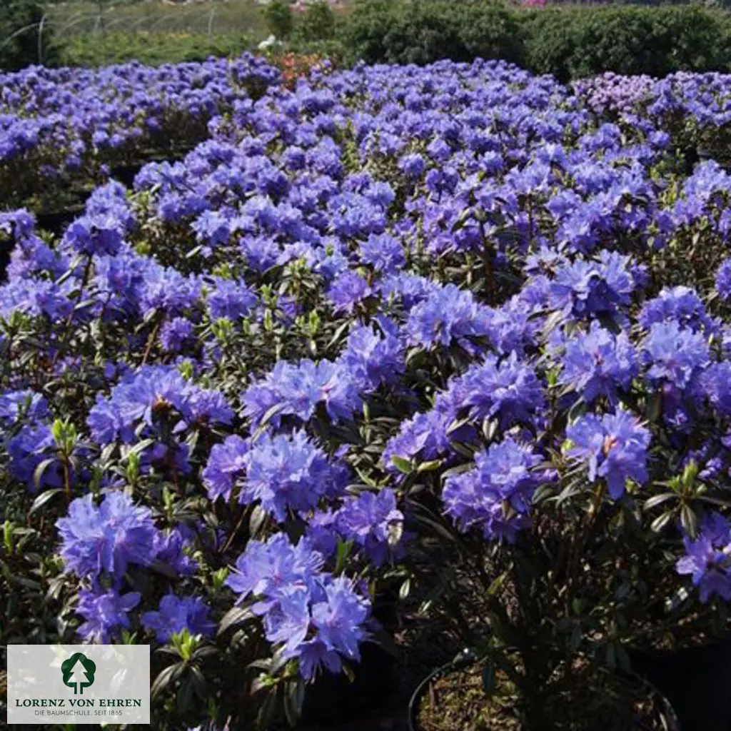 Rhododendron impeditum 'Blue Wonder'
