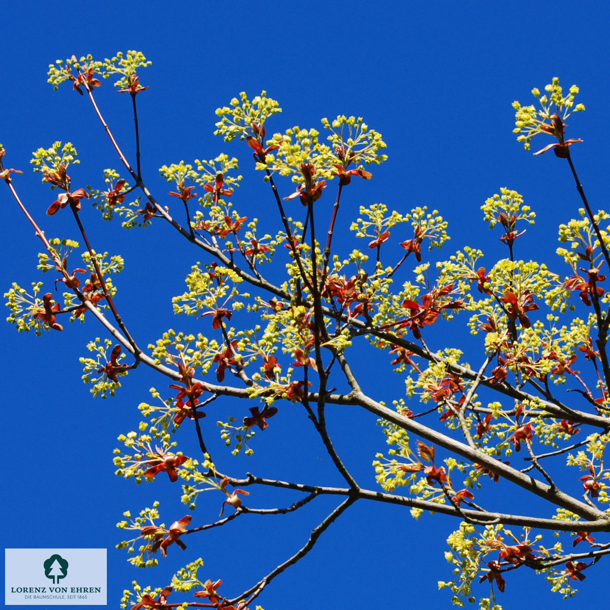 Zarte gelbe Blüte Acer platanoides