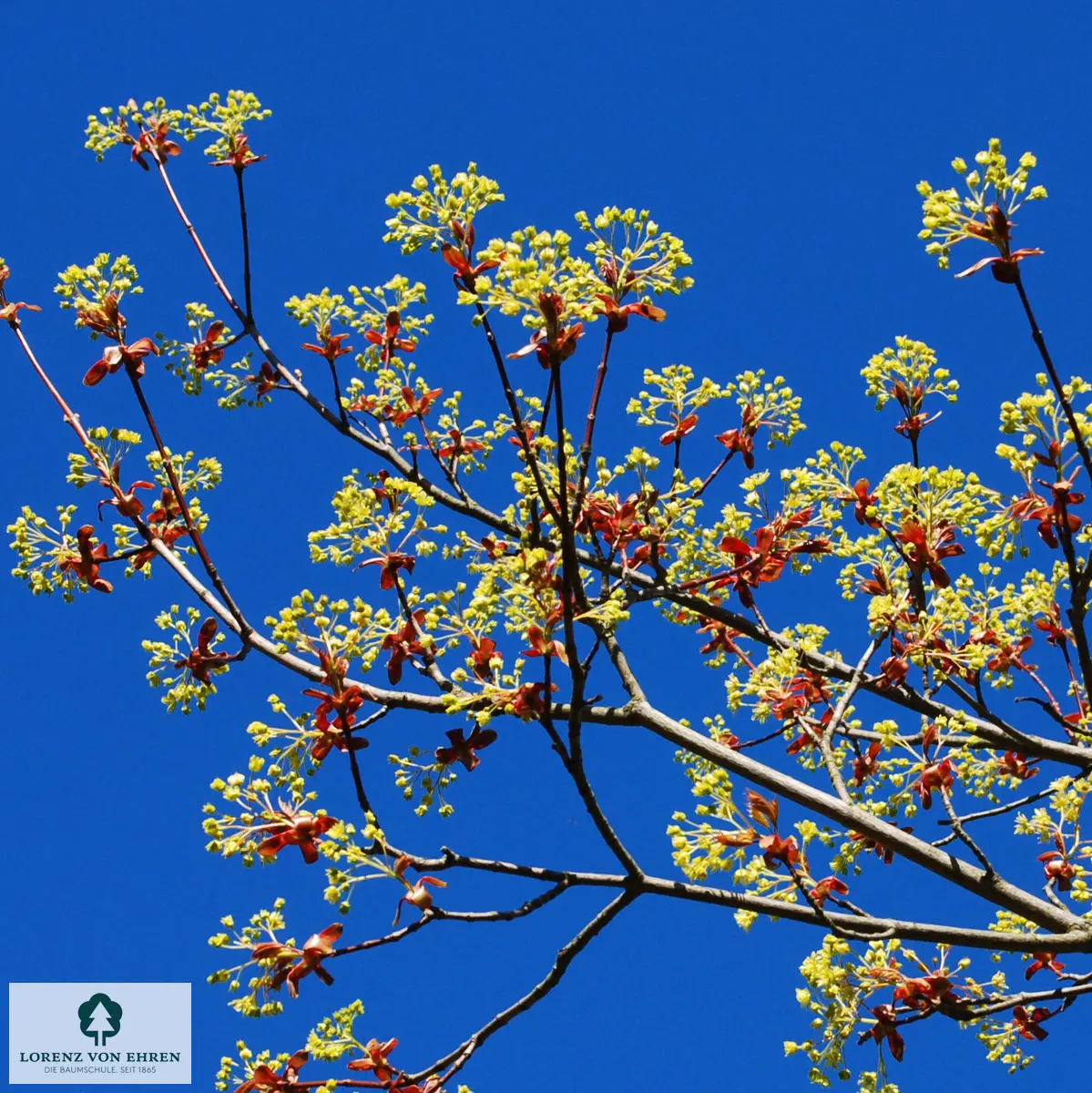 Zarte gelbe Blüte Acer platanoides