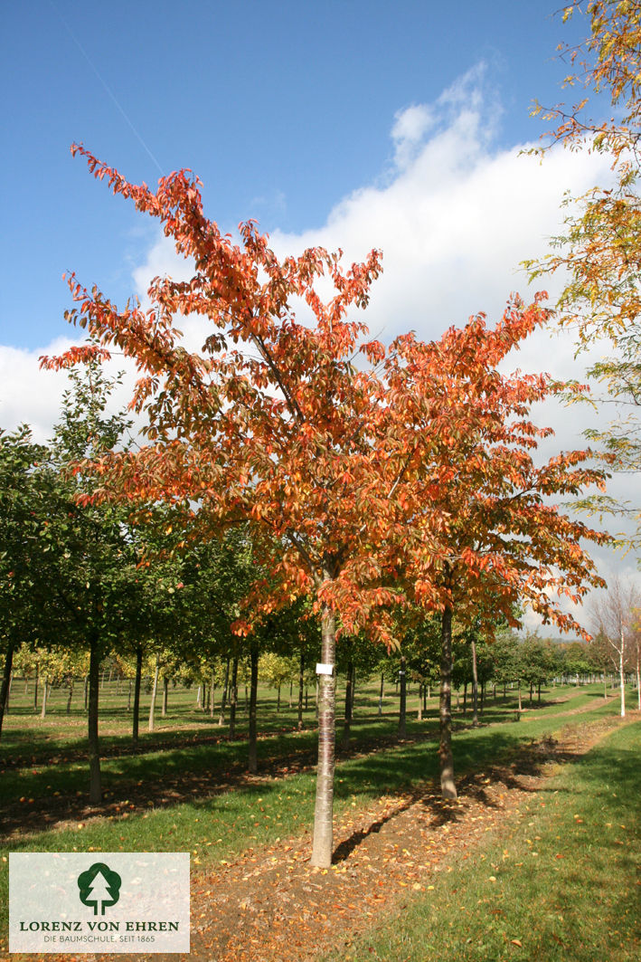 Prunus yedoensis