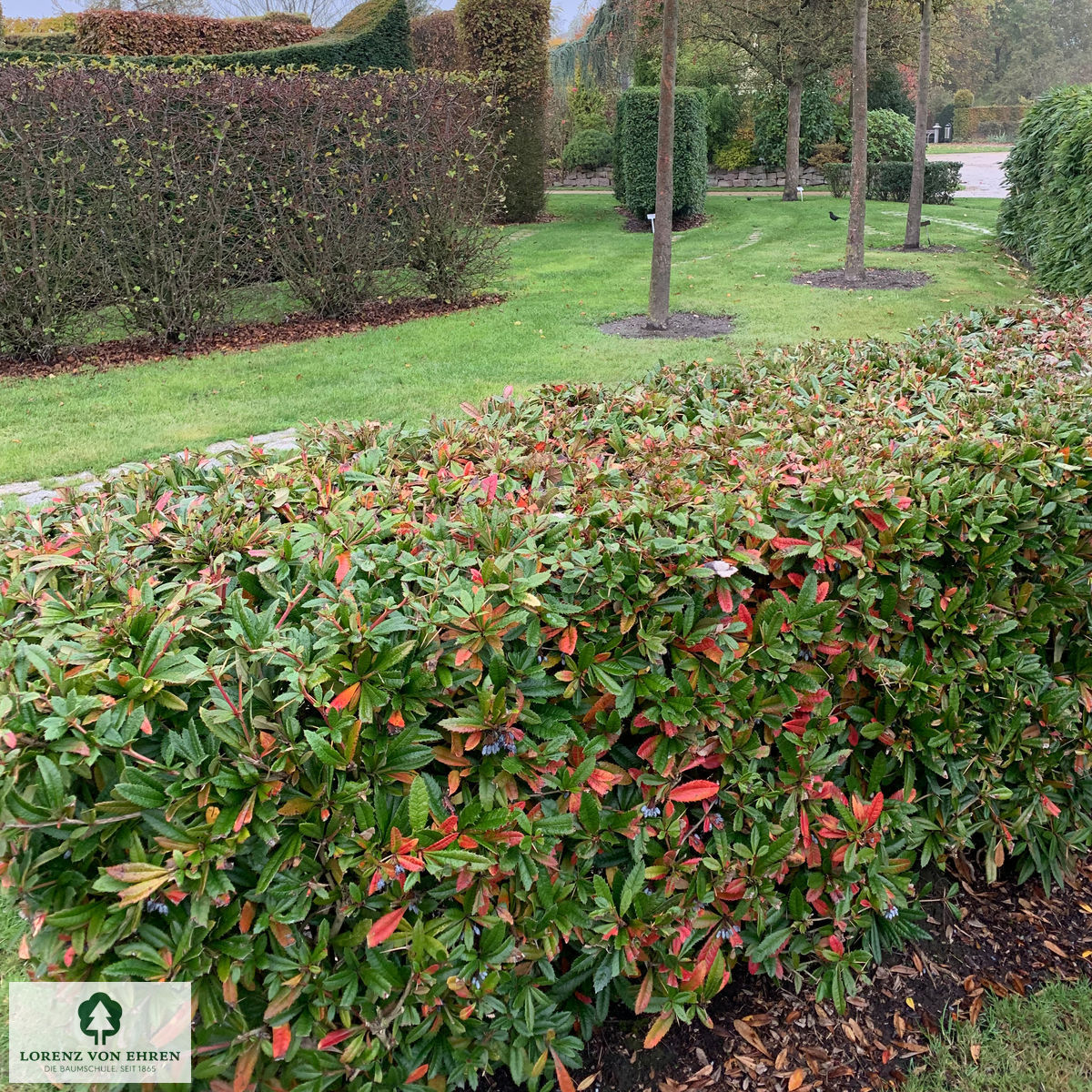 Berberis julianae