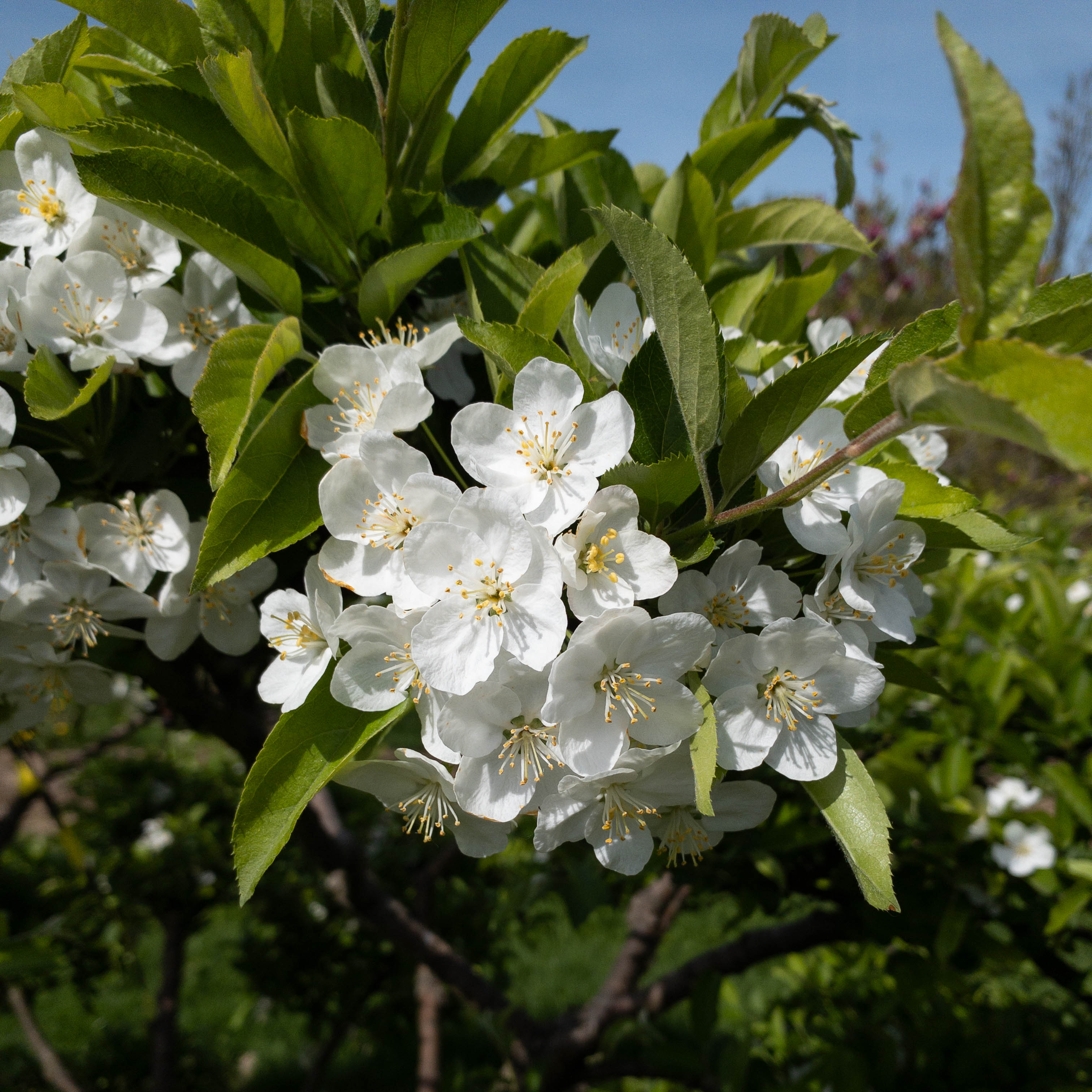 Malus toringo sargentii 'Elskilstuna' Bonsai