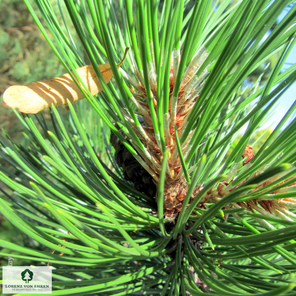 Pinus heldreichii