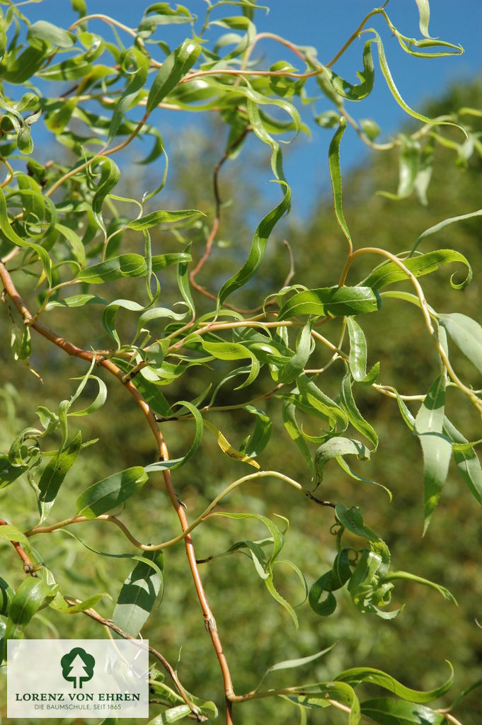 Salix matsudana 'Tortuosa'